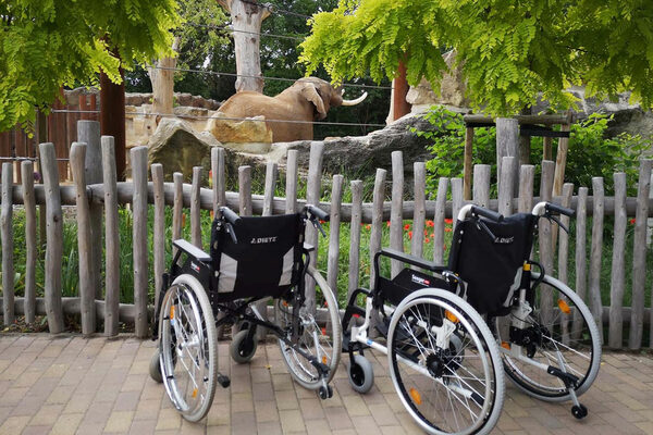 Auf dem Bild sind ausleihbare Rollstühle am Dresdner Zoo zu sehen.