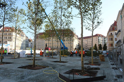 Eingepflanzte Platanenbäume am Neumarkt am künftigen Grünen Gewandhaus