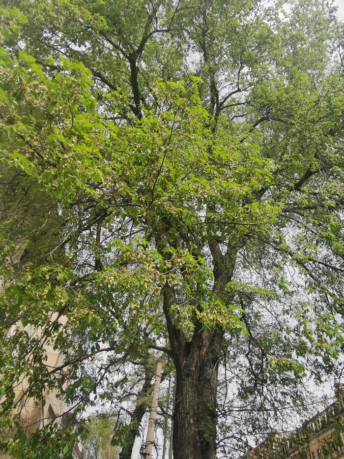 Flatterulme an der Königsbrücker Straße