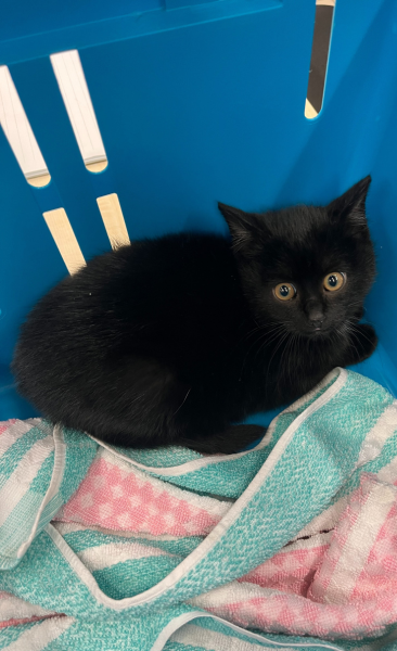 schwarze männliche ca. vier Monate alte Fundkatze (Europäisch Kurzhaar), gefunden am 13. Januar 2026 auf der Lingnerallee