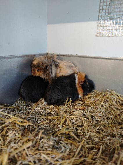 3MännerMeerschweine.jpg