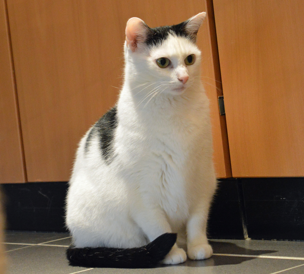 Katzen im Tierheim Landeshauptstadt Dresden