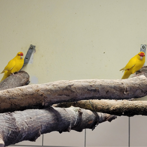 Gelbe Sittiche im Käfig.