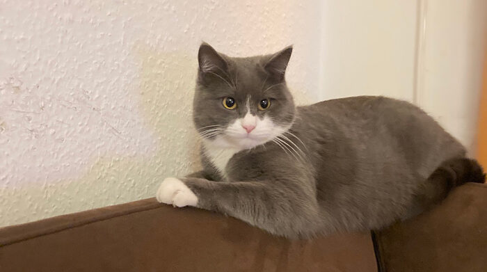 Eine graue Katze sitzt auf einem Sofa
