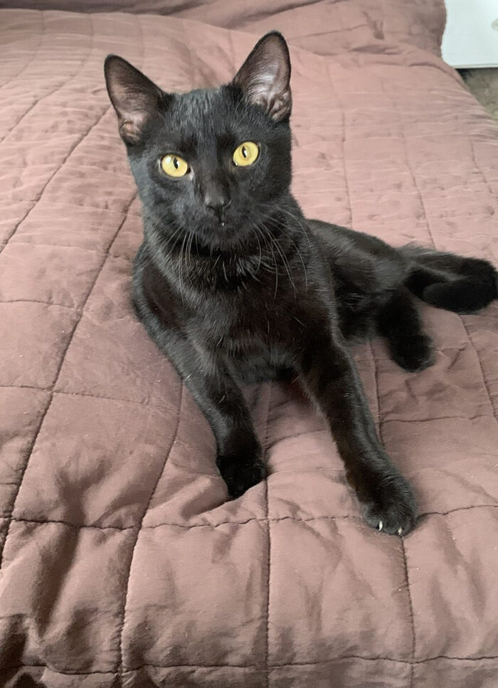 Eine schwarze Katze sitzt auf einem Bett
