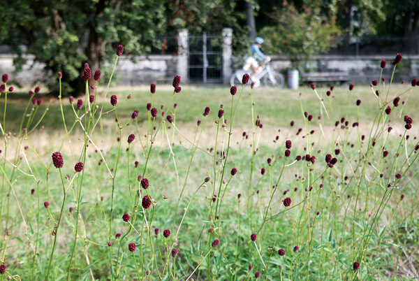 Großer Wiesenknopf am Elberadweg