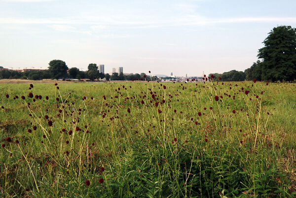 Großer Wiesenknopf auf den Elbwiesen vor Dresdens Silhouette