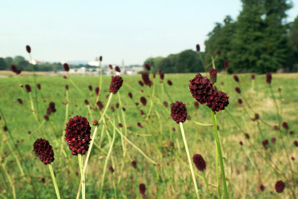 Großer Wiesenknopf auf den Elbwiesen vor Dresdens Silhouette