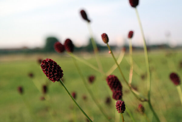 Blüte des Großen Wiesenknopfs