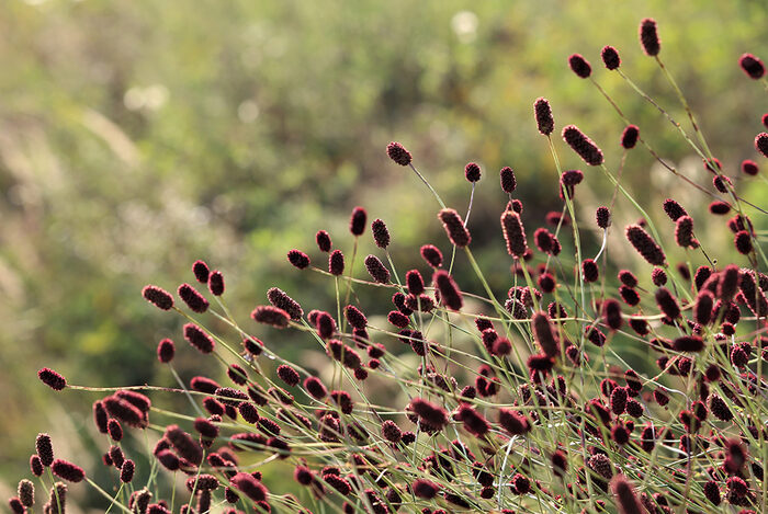 Großer Wiesenknopf auf der Wiese