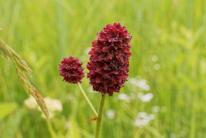 Großer Wiesenknopf auf der Wiese