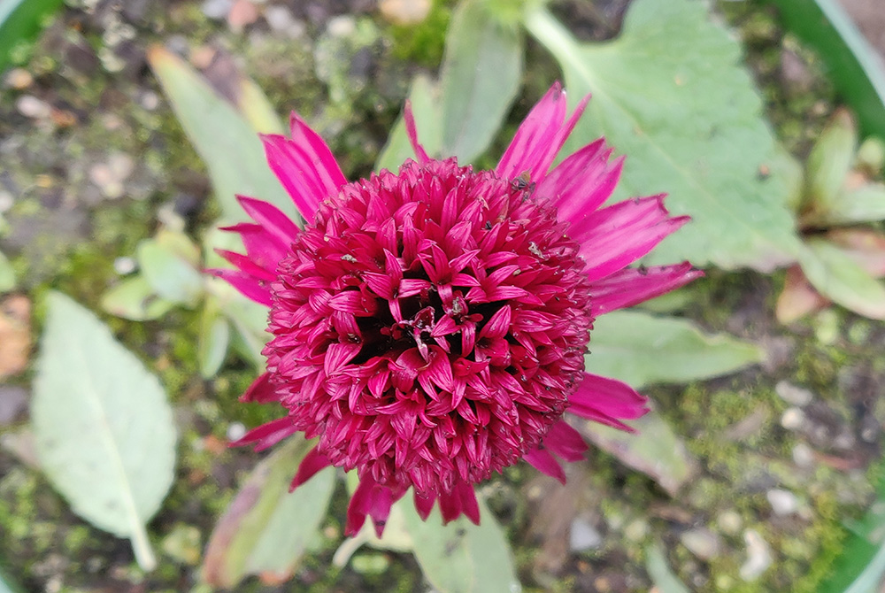 Pinke Blume im Topf