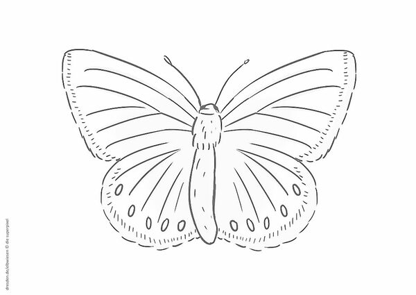 Ausmalbild Schmetterling