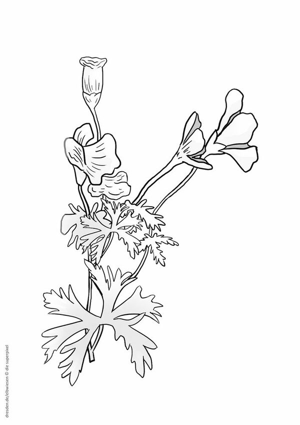 Ausmalbild Pflanze "Wiesenstorchschnabel"
