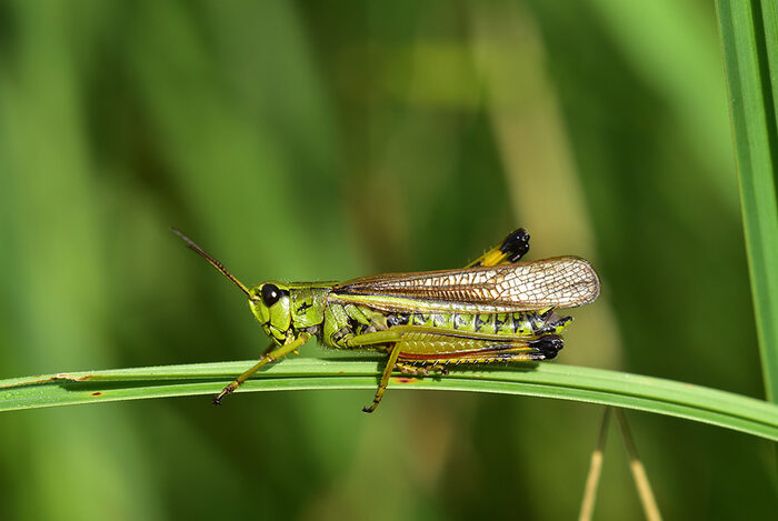 Sumpfschrecke sitzt auf einem Grashalm