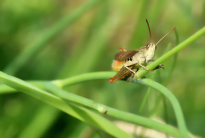 Sumpfschrecke sitzt auf einem Grashalm