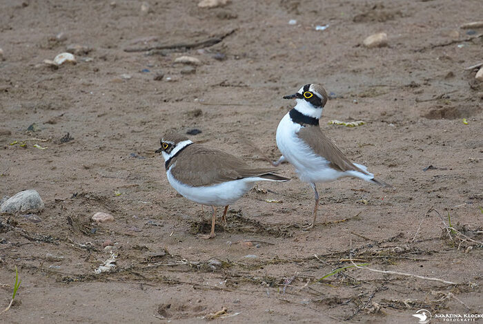 Flussregenpfeifer bei der Familienplanung