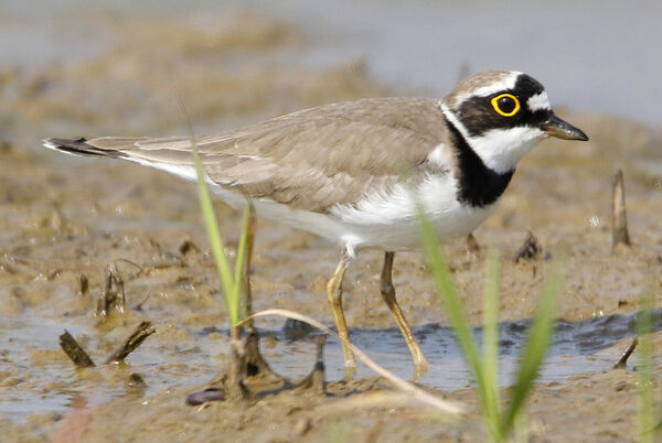 Flussregenpfeifer auf Nahrungssuche