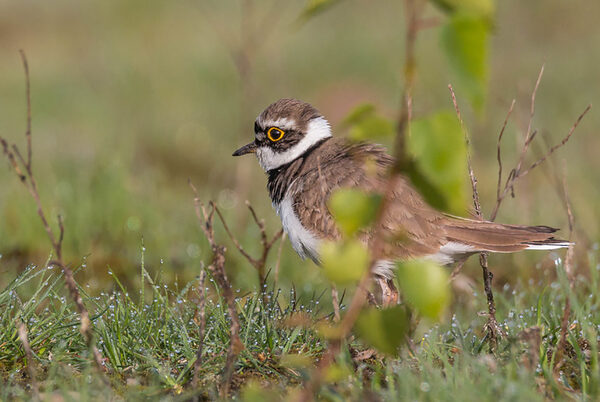Junger Flussregenpfeifer auf Nahrungssuche
