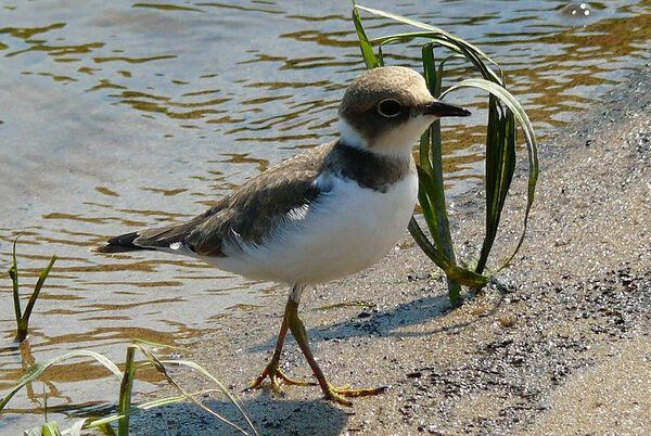 Junger Flussregenpfeifer stolziert selbstbewusst am Ufer entlang