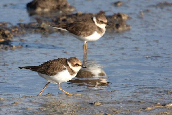 Flussregenpfeifer am Ufer