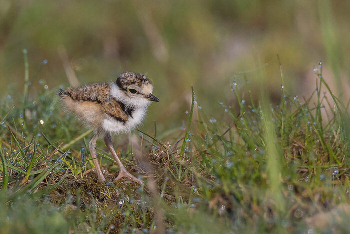 Jungtier eines Flussregenpfeifers