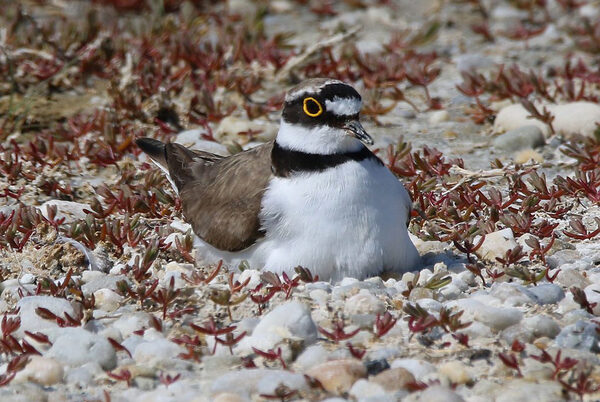 Brütender Flussregenpfeifer