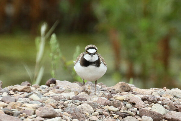 Flussregenpfeifer auf dem Kiesbett