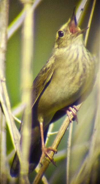 Schlagschwirl singt im dichten Gebüsch