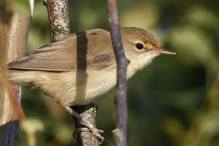 Sumpfrohrsänger hält Ausschau