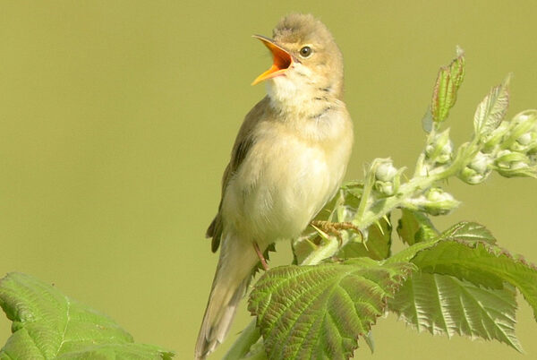 Sumpfrohrsänger singt
