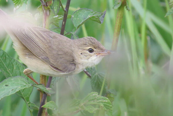 Sumpfrohrsänger im hohen Gras