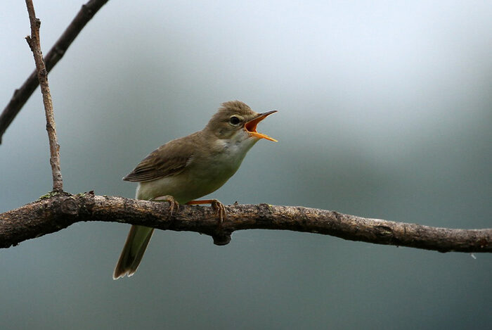Sumpfrohrsänger ruft auf einem Ast