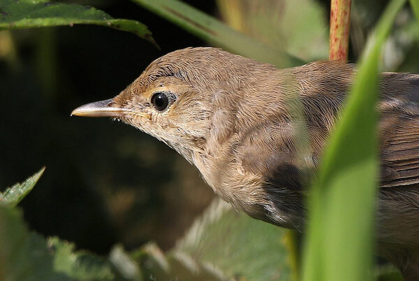 Sumpfrohrsänger im Gebüsch