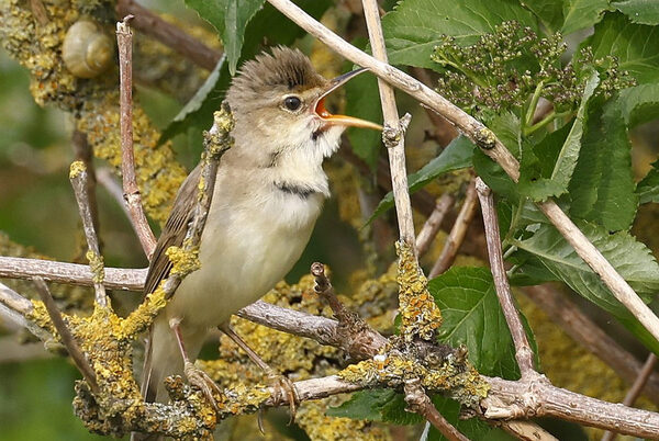 Sumpfrohrsänger singt aus voller Kehle