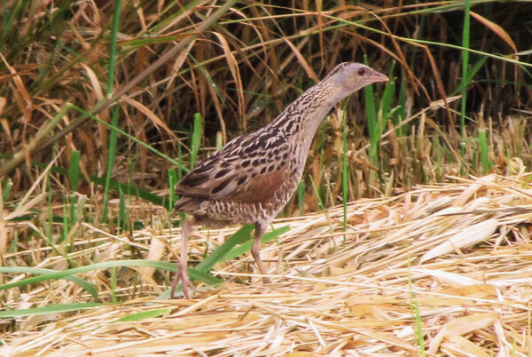 Wachtelkönig im Gras