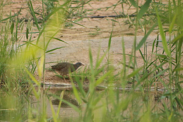 Wachtelkönig am Ufer