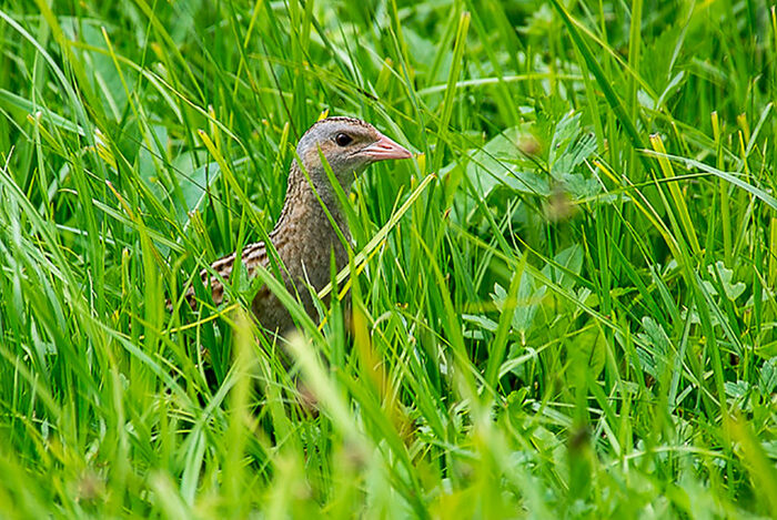 Wachtelkönig im Gras