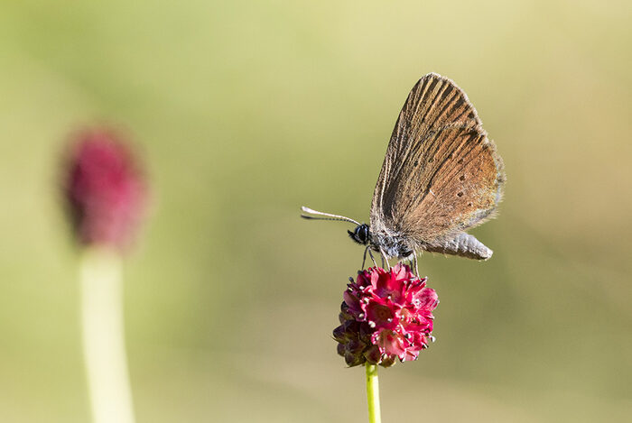 Dunkler Wiesenknopf-Ameisenbläuling sitzt auf dem Wiesenknopf