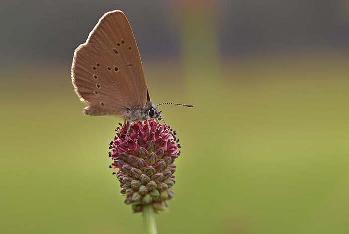 Dunkler Wiesenknopf-Ameisenbläuling sitzt auf dem Wiesenknopf