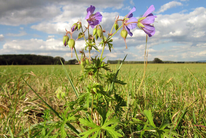 Wiesenstorchschnabel auf der Wiese