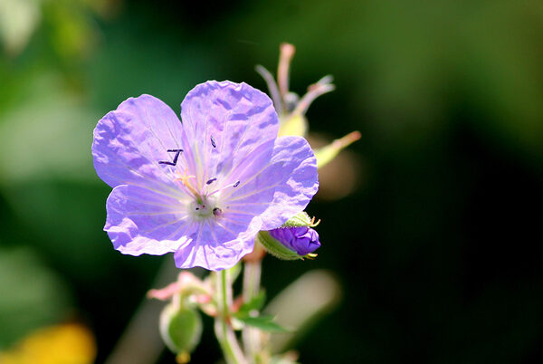 Blüte des Wiesenstorchschnabels