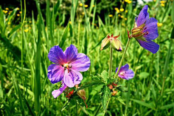 Wiesenstorchschnabel zwischen Gras
