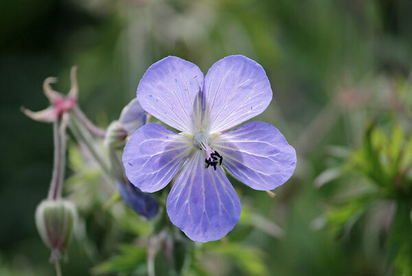 Blüte des Wiesenstorchschnabels