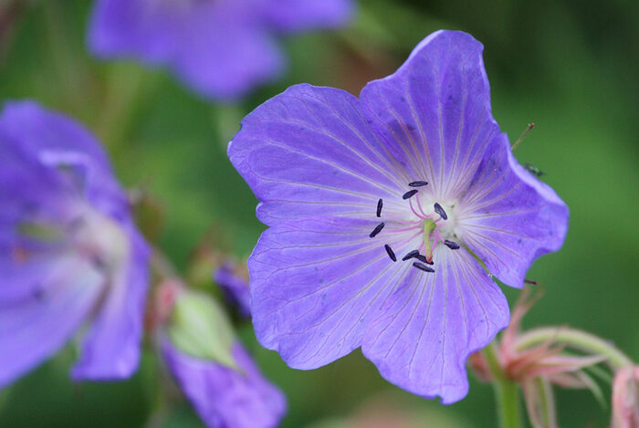 Blüte des Wiesenstorchschnabels