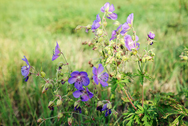 Wiesenstorchschnabel auf den Elbwiesen