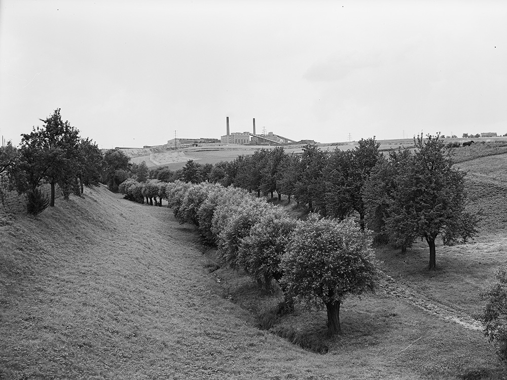 Bäume am Kaitzgrund, im Hintergrund die Uranfabrik 95 der Wismut