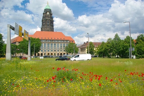 Blumenwiese im Vordergrund, Dresdner Rathaus im Hintergrund