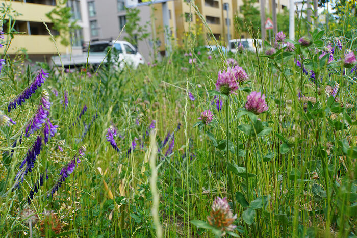 Blumenwiese vor einem Häuserblock