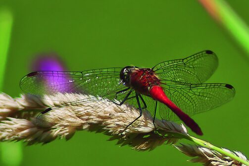Rote Libelle sitzt auf einem Grashalm